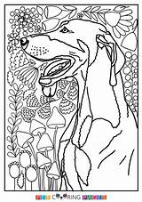 Coloring Pages Coonhound Hound Dog Tan Template sketch template