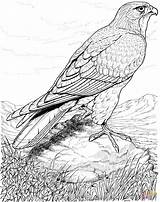 Coloring Hawk Pages Bird Birds Adults Falcon Printable Real Peregrine Hawks Detailed Life Adult Drawings Print Colouring Color Enjoy Looking sketch template