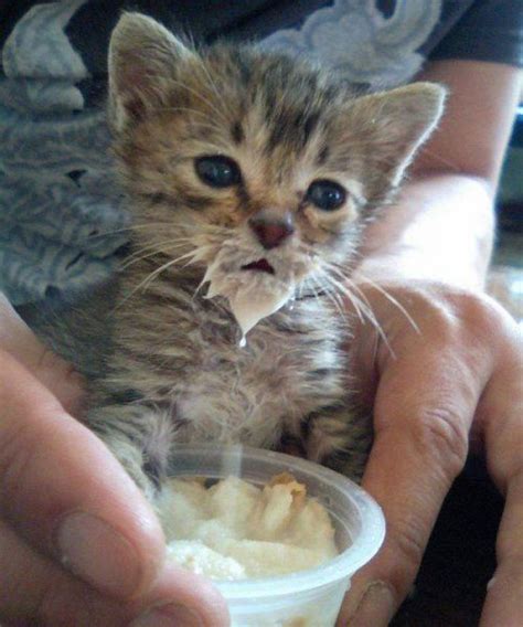 18 Kittens Eating Ice Cream Because Summer Is Coming Thethings