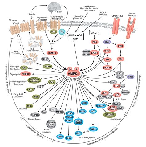 overview  metabolism cell signaling technology