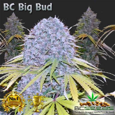 bc big bud advanced commercial strain  cash croppers focused