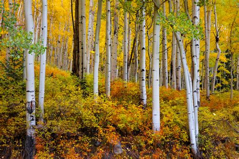 colorado picture  aspen trees fall color fine art print   joseph  filer