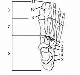 Foot Bones Anatomy Quiz Tarsal Test Skeletal Choose Board sketch template