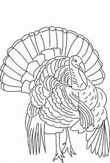 Turkey Coloring Wild Drawing Pages Line Outline Thanksgiving Turkeys Printable Drawings Florida Color King Hunting Wood Body Kids Getdrawings Paintingvalley sketch template