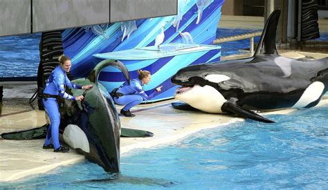 Seaworld Intends To Replace Shamu Show With A New Orca Experience In