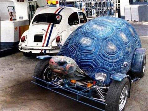 turtle car stuff images  pinterest car stuff turtles  tortoise