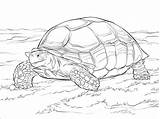Tortoise Sulcata sketch template