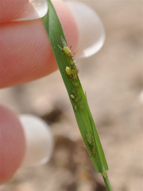 Aphids Nymphs