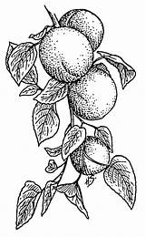 Wikimedia Commons Coloring Fruit Pages Clip sketch template