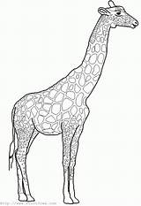 Giraffe Outline Animals Coloring Animal Pages African Drawing Colouring Simple Big Drawings Clipart Cliparts Colors Decor Print Patterns Giraffes Library sketch template