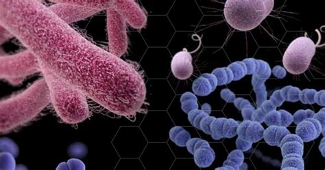nightmare bacteria stalk  hospitals phillyvoice
