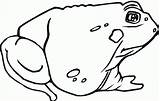 Toad Coloring Pages Sheet Popular Frog Template Coloringhome sketch template