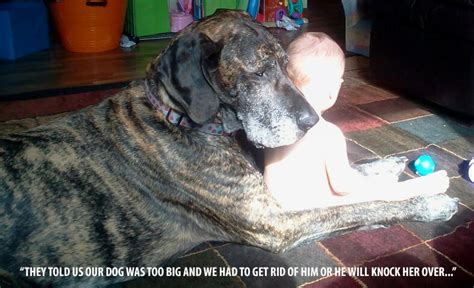 dogs  babies