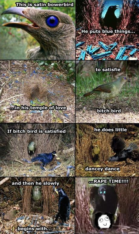 bowerbird pictures and jokes funny pictures and best jokes comics images video humor