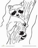 Raccoon Coloring Baby Racoon Pages Drawing Drawings Raccoons Line Printable Animal Worksheet Animals Craft Education Colouring Template Wood Raa Burning sketch template
