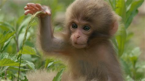 cute baby monkey raww