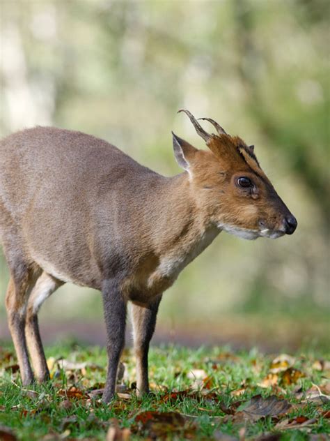 British Deer Species Guide From Deer Aware