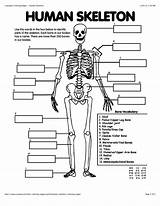 Skeleton Human Outline Kids Body Coloring Pages Bones Template Parts Systems Science Anatomy Printable Worksheet Worksheets Cartoon Unit Boy Biz sketch template
