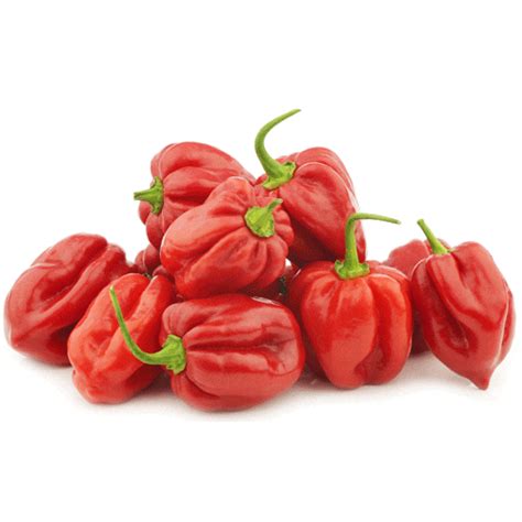 caribbean red pepper seeds natural seed bank