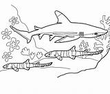 Shark Coloring Pages Bull Cartoon Printable sketch template