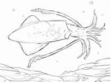 Squid Coloring Pages Giant Cuttlefish Common Colouring Squids Printable Color Template Drawing sketch template