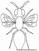 Coloring Insect Pages Printable Bug Firefly Realistic Parts Template Body Color Print Templates Getcolorings Kids Lonely Will Insider sketch template