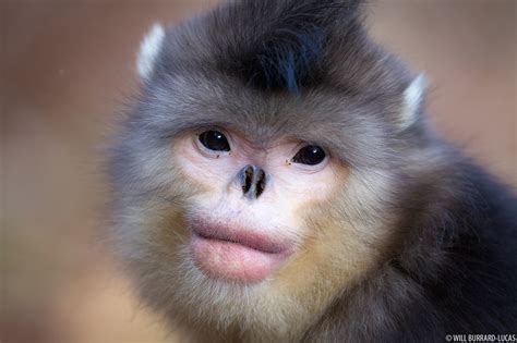 female snub nosed monkey  burrard lucas