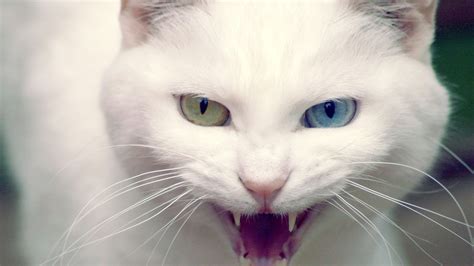 wild white cat wallpapers hd wallpapers id