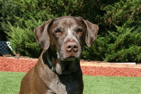 german shorthaired lab german pointer lab mix pictures guide