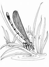 Waterjuffer Libelle Malvorlage Kleurplaat Libellen Dragonflies Stemmen Stimmen sketch template