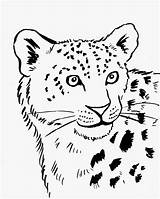 Leopard Snow Coloring Drawing Easy Pages Simple Leopards Drawings Cheetah Cartoon Print Clipart Kids Baby Library Tiger Getdrawings Reindeer Animal sketch template