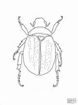 Scarab Escarabajos Colorear Scarabeo Escarabajo Ausmalbild Insetos Hercules Beetles Egyptian Supercoloring Insectos Zum Käfer Zeichnen sketch template