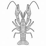 Crawfish Drawing Coloring Vector Drawn Hand Book Zentangle Illustration Clip Illustrations Preview Getdrawings Similar sketch template