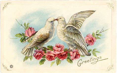 old valentine picture doves and roses the graphics fairy