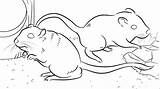Coloring Pages Gerbil Getcolorings Rat Printable sketch template