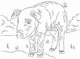 Coloring Piglet sketch template