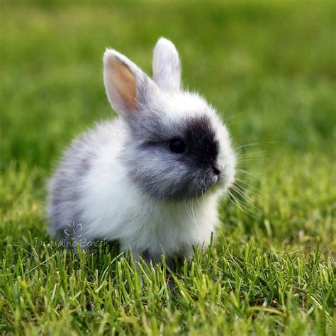 ideas  cute bunny  pinterest bunny baby bunnies  bunnies