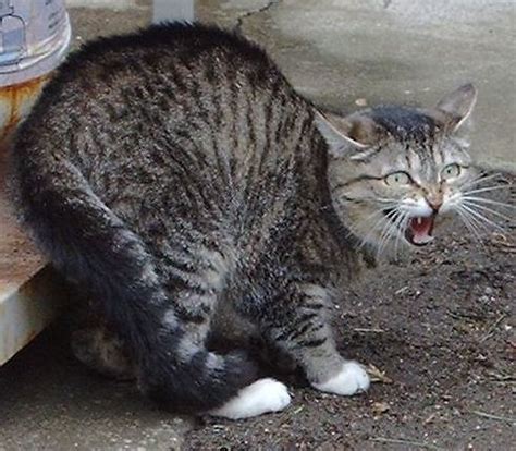 hissing cat courtesy  reader aaron consumerist dot  flickr