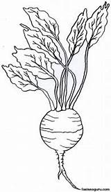 Turnip Coloring Printable Vegetable Vegetables Print Pages sketch template