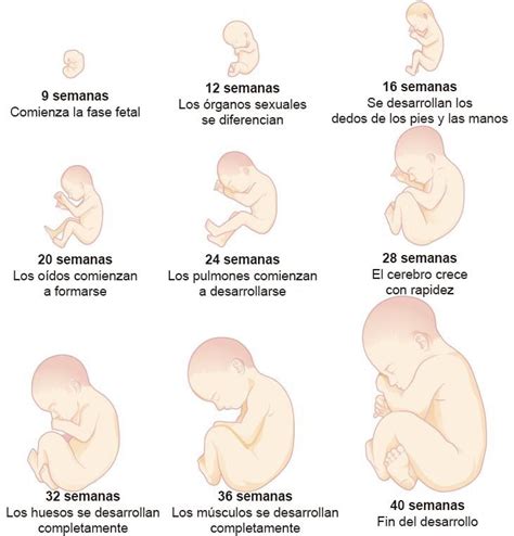 desarrollo prenatal etapa fetal
