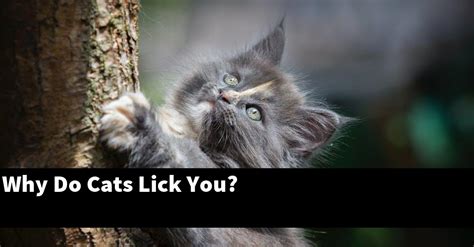 Why Do Cats Lick You [explained]