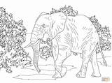Kleurplaat Colorare Elefante Jungle Elefanti Bos Olifant Afrique Elephants Disegni Africano Supercoloring Selva Inspirant Disegnare sketch template