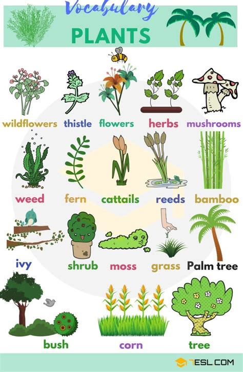 plant names list  common types  plants  trees esl