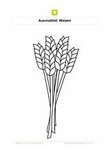 Weizen Getreide Ausmalbilder Ausmalbild Clker Arbeitsblaetter Wheat Nicepng sketch template