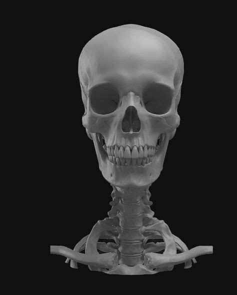 52 ideas de head skull referencia de anatomía craneo humano anatomía
