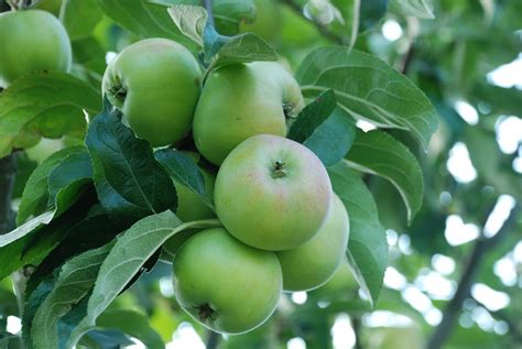 aepfel obst frucht kostenloses foto auf pixabay