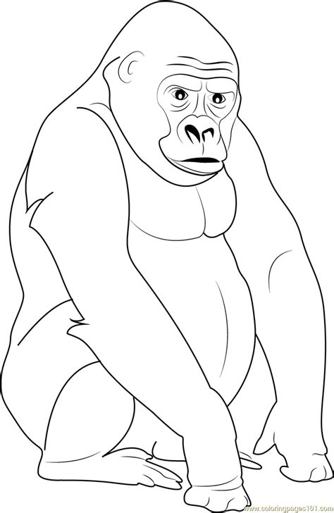 silverback gorilla coloring page  kids  gorilla printable