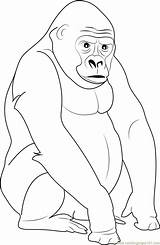 Gorilla Coloring Silverback Pages Mountain Printable Color Kids Coloringpages101 Gorillas Print Getdrawings sketch template