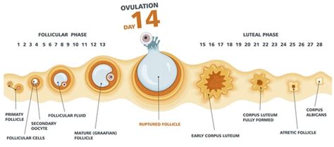 What Does Ovulating Mean In English Ovulation Signs