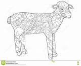 Adulti Pecore Coloritura Vettore Lamancha Schaf Colouring sketch template